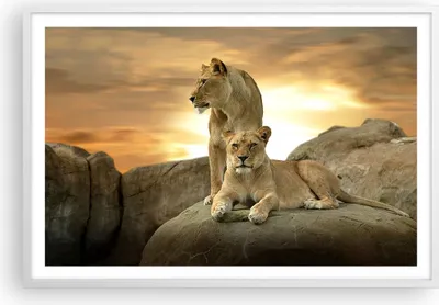 Produktbild von Gerahmtes Poster - Weißer Rahmen - Löwen Sonnenuntergang Felsen Krallen - 91,5x61 cm - Wand Bild - Wanddeko - Wandbilder - Wandposter - Bilderrahmen - Bilder - Kunstdruck - Wandbild - P2WAA91x61-2958