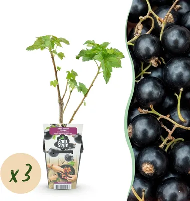 Produktbild von GreenboutiQ - Obstpflanzen - Schwarze Johannisbeere - Ribes nigrum Titania - Winterhart - 3 Pflanzen - Topf 9 cm - Schwarze Johannisbeere