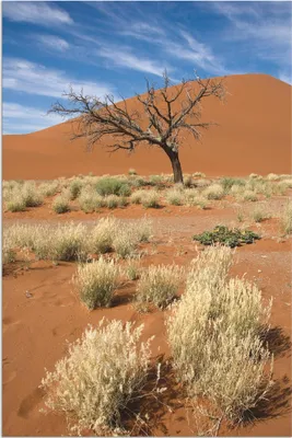 Produktbild von ARTland Wandbild Alu für Innen & Outdoor Namib-Wüste 2 Größe: 40x60 cm