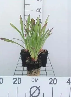 Obrázek produktu pro 6 x Helenium hoopesii - Slunečnice - květináč 9 x 9 cm