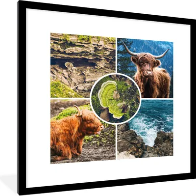 Produktbild von MuchoWow® Gerahmtes Poster Schottische Highlander - Tiere - Natur 40x40 cm - Poster mit Schwarzem Bilderrahmen Wandposter Rahmen Foto Bilder - Poster - Plakat im Rahmen
