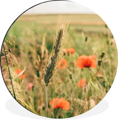 Produktbild von MuchoWow® Aluminium Wandkreis Schilf - Blumen - Natur Ø 90 cm Wanddeko Modern Wohnzimmer - Mauerkreis - Wandbilder - Runde Bild - Bild aus Aluminium - Schlafzimmer - Wohnzimmerdekoration - Wand Dekoration