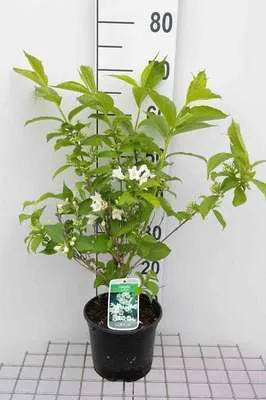 Immagine prodotto di Weigela hybr. 'Candida' - Giglio cuneato 50- 60 cm - Contenitore