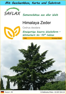 Produktbild von SAFLAX Geschenk Set - Himalaya Zeder - Cedrus deodara - 35 Samen - Mit Geschenkbox, Versandaufkleber, Geschenkkarte und Anzuchtsubstrat