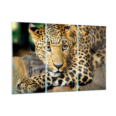 Produktbild von Bilder auf glas - Tiere gefährlich wilde katze - 165x110cm - Glasbilder - Wandbilder - Kunstdruck - zum Aufhängen bereit - Wanddekoration aus Glas - Glas Bilder - Wandbild auf Glas - GCE165x110-2702