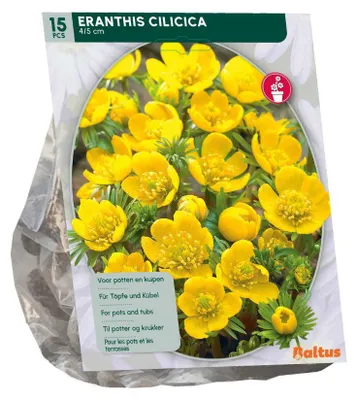 Productafbeelding van Eranthis Cilicica 15 stuks bloembollen Baltus