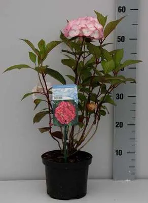 Produktbild von Hydrangea serr. 'Preziosa' - Hortensien  25- 30 cm Container