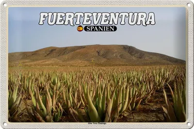 Produktbild von Blechschild Reise 30x20cm Fuerteventura Spanien Aloe Vera Plantage