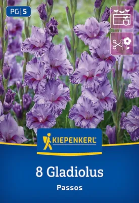 Produktbild von Kiepenkerl Kleinblumige Gladiole Passos Gladiolus x Hybrida 8 Pflanzen
