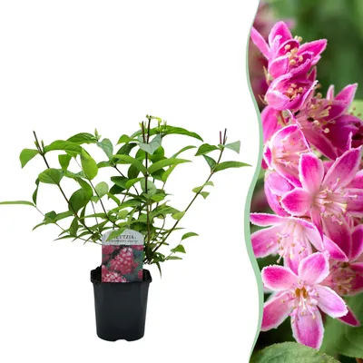 Produktbild von Sträucher - Deutzia hybrida Strawbery Fields - Blüte Rosa - 1 Pflanze - Laubabwerfend - Wenig Pflege - 35-45cm - Ø18cm - Gartenpflanze