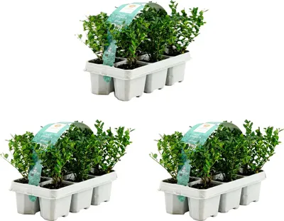 Zdjęcie produktu dla Bloomique - Zestaw 18 szt. - Ilex Crenata Jenny - Ostrokrzew japoński - Zimozielony - Mrozoodporny - Kompaktowy - Wysokość 10-20 cm - Bryły korzeniowe 6 cm