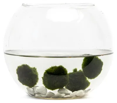 Produktbild von Gardner Glaskugel-Vase, 21 cm Höhe, mit 4 Dekokugeln für Pflanzen