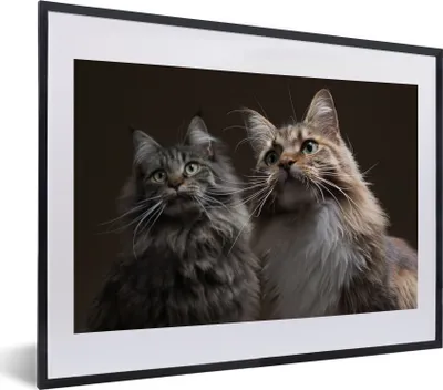 Produktbild von MuchoWow® MuchoWow® Gerahmtes Poster Zwei süße Maine Coon Katzen 40x30 cm - Poster mit zchwarzem Bilderrahmen - Bilderrahmen - Poster im Rahmen