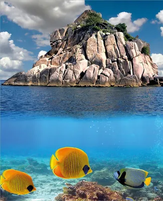 Produktbild von Wallario Magnet für Kühlschrank / Geschirrspüler, magnetisch haftende Folie - 60 x 80 cm, Motiv: Exotische Fische im Meer