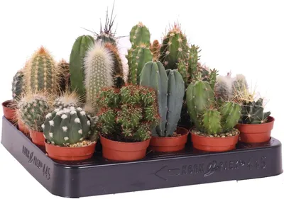 Produktbild von Mini Kakteen Set 10 Pflanzen 10–15 cm – Kaktus Zimmerpflanzen im Topf – pflegeleicht & dekorativ