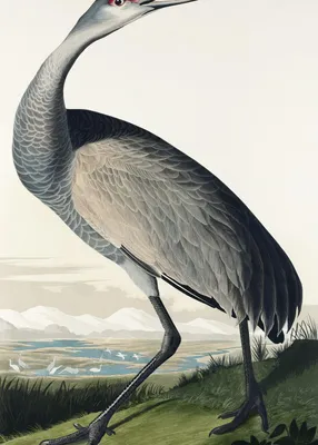 Produktbild von Poster 50x70cm Krönender Kranich, J.J. Audubon Vintage für das Wohnzimmer