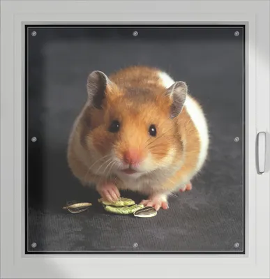 Produktbild von Wallario Lichtschutzbild, Dekorativer Sichtschutz Sonnenschutz 96 x 100 cm mit Motiv: Putziger Hamster mit Nüssen zwischen den Pfoten - Verdunklung ohne Bohren