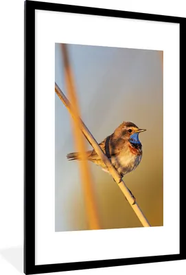 Produktbild von MuchoWow® Gerahmtes Poster Vögel - Blaukehlchen - Schilf 60x90 cm - Poster mit Schwarzem Bilderrahmen Wandposter Rahmen Foto Bilder - Dekoration - Wandposter Wohnzimmer - Hochwertig