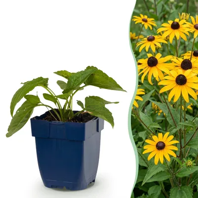 Produktbild von Green boutiQ - Staude - Rudbeckia fulg. Goldsturm - Gelbe Sonnenhut - Bienen- und Schmetterlingsanwerfer - Gelb - 12 Pflanzen - Topf 11cm - Höhe 15-25cm