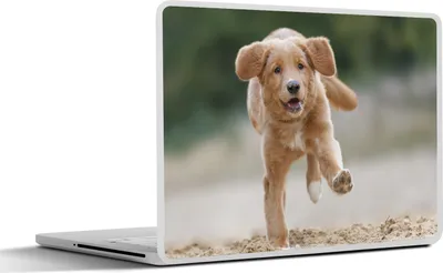 Produktbild von MuchoWow® Laptop Aufkleber Sticker Cover Ein Golden Retriever Welpe 31x22.5 cm - Laptop-Deko