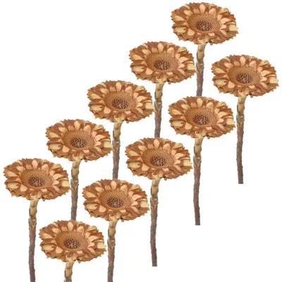 Produktbild von Trockenblumen Protea 10er Set Strauß Herbstdeko natur 6,5 cm