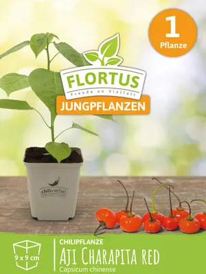 Artikelbild 5 von 'Chilipflanze Aji Charapita Red' aus der Kategorie Chilipflanzen