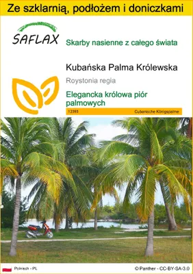 Zdjęcie produktu dla SAFLAX - Zestaw do uprawy - Kubańska Palma Królewska - 8 Nasiona - Z mini szklarnią, podłożem uprawowym i 2 doniczkami - Roystonia regia