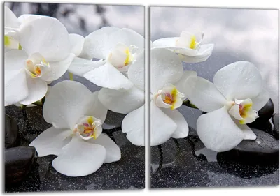 Image de Set de plaques de recouvrement pour cuisinière 2x40x52 cm Couverture de la plaque vitrocéramique en verre Protection contre les éclaboussures, Orchidée blanche