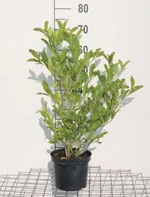 Produktbild von Magnolia stellata - Tulpen Magnolie 50- 60 cm - Container