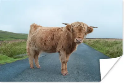 Produktbild von MuchoWow® Poster Scottish Hochlandrind - Straße - Gras 60x40 cm - Schlafzimmerdekoration