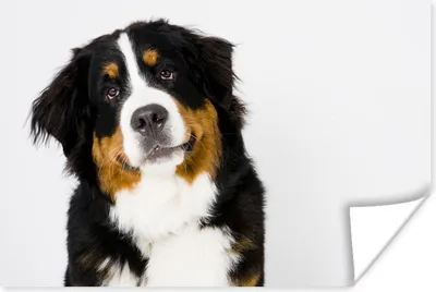 Produktbild von MuchoWow® Poster Porträtfoto eines Berner Sennenhundes 60x40 cm - Schlafzimmerdekoration