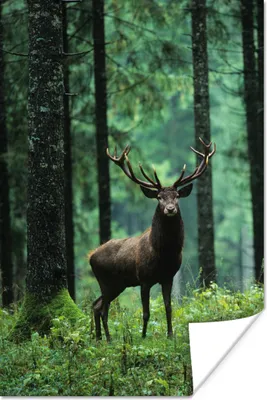 Produktbild von MuchoWow® Poster Hirsche - Wald - Bäume - Tiere - Natur 80x120 cm - Papierdruck