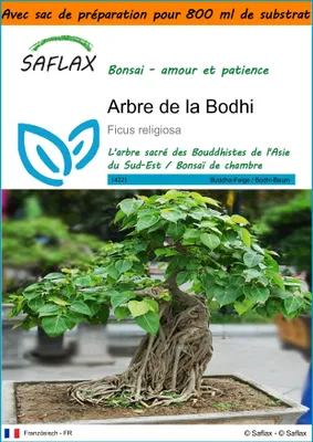 Image de SAFLAX Garden in the bag - Arbre de la Bodhi - 100 graines - Ficus