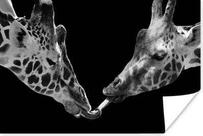 Produktbild von MuchoWow® Poster Tiere - Schwarz - Giraffe - Weiß - Porträt 120x80 cm - Bilder