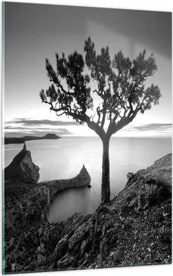 Produktbild von Bilder auf glas - Einteilig - Baum Schwarzweiß Ansicht - 50x70cm - Glasbilder - Wandbilder - Bilder - zum Aufhängen bereit - Wanddekoration aus Glas - Glas Bilder - Wandbild auf Glas - GPA50x70-4297