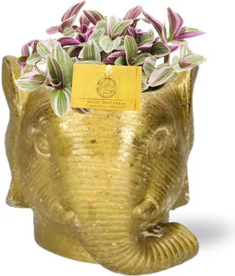 Immagine prodotto di Tradescantia Sweetness, pianta da appartamento con foglie a forma di ventaglio, Ø 10 cm, altezza 10 cm, con elefante