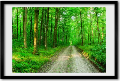Produktbild von Bild 60x40 MDF-Rahmen, Wandkunst Bäume im Wald