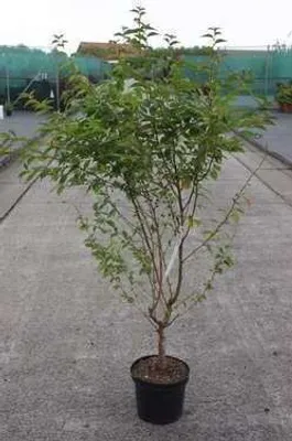 Produktbild von Prunus nipponica 'Brillant' - Japanische Zierkirsche 60- 80 cm - Container
