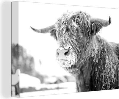 Produktbild von OneMillionCanvasses® - Leinwandbilder - 120x80 cm, Ein schottischer Hochlandrind im Schnee - schwarz und weiß, Wandbilder Wohnzimmer Hochland Rind - Tier Wanddekoration - Hochland Rind - Kuh - Gemälde auf - Wanddekorationen - Wohnzimmer