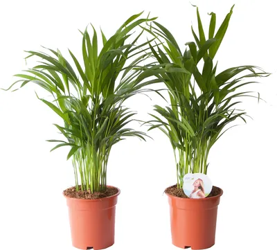 Produktbild von Zimmerpflanzen von Botanicly – 2 × Goldfruchtpalme – Höhe: 65 cm – Areca dypsis lutescens