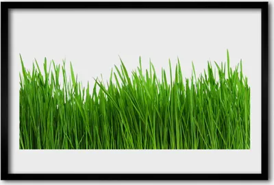 Produktbild von Bild 60x40 MDF-Rahmen Wandkunst Gras Natur Pflanze