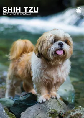 Immagine prodotto di Calendario A3 per cani Shih Tzu, anno 2027, con splendide fotografie