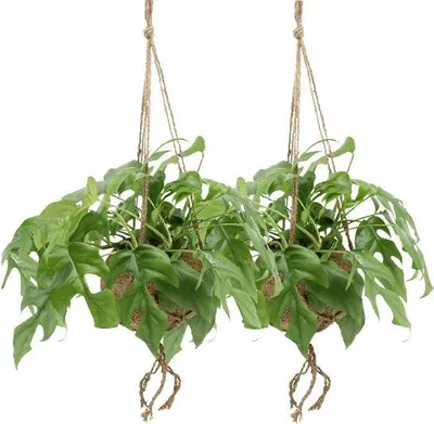 Obrázok produktu pre Rastlina s velkými listami - Monstera Minima v kvetináci Kokodama - 2 izbové
