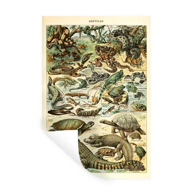 Obrázok produktu pre MuchoWow® Nálepka na stenu - Plazy - Zvieratá - Príroda - 60x90cm - Samolepiaca a polohovateľná