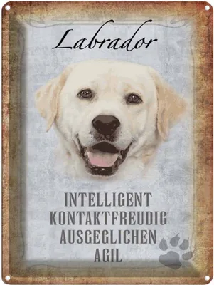 Produktbild von vianmo Blechschild 40x30 cm Labrador Hund