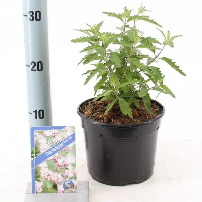 Immagine prodotto di Caryopteris Pink Perfection ('Lisspin'PBR) - Caryopteris  | 30-40 cm in vaso