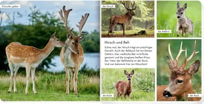 Produktbild von Meine liebsten Tiere im Wald