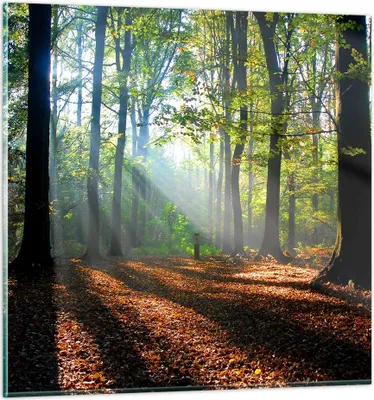 Produktbild von Bilder auf glas - Wald Blätter Sonne - 50x50cm - Glasbilder - Wandbilder - Kunstdruck - zum Aufhängen bereit - Wanddekoration aus Glas - Glas Bilder - Wandbild auf Glas - Einteilig - GAC50x50-0136