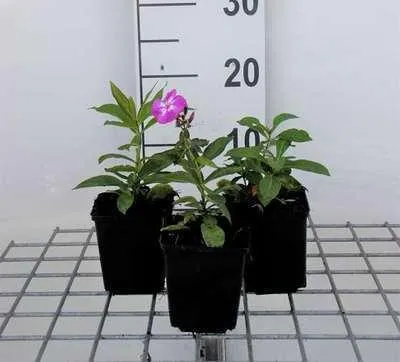 Obrázok produktu pre 6 x Phlox (p) 'Laura' - Plamienok - kvetináč 9 x 9 cm