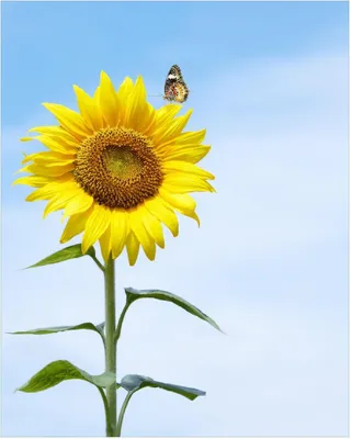 Produktbild von Wallario Poster - Sonnenblume mit Schmetterling, Kunstdruck Größe: 40 x 50 cm